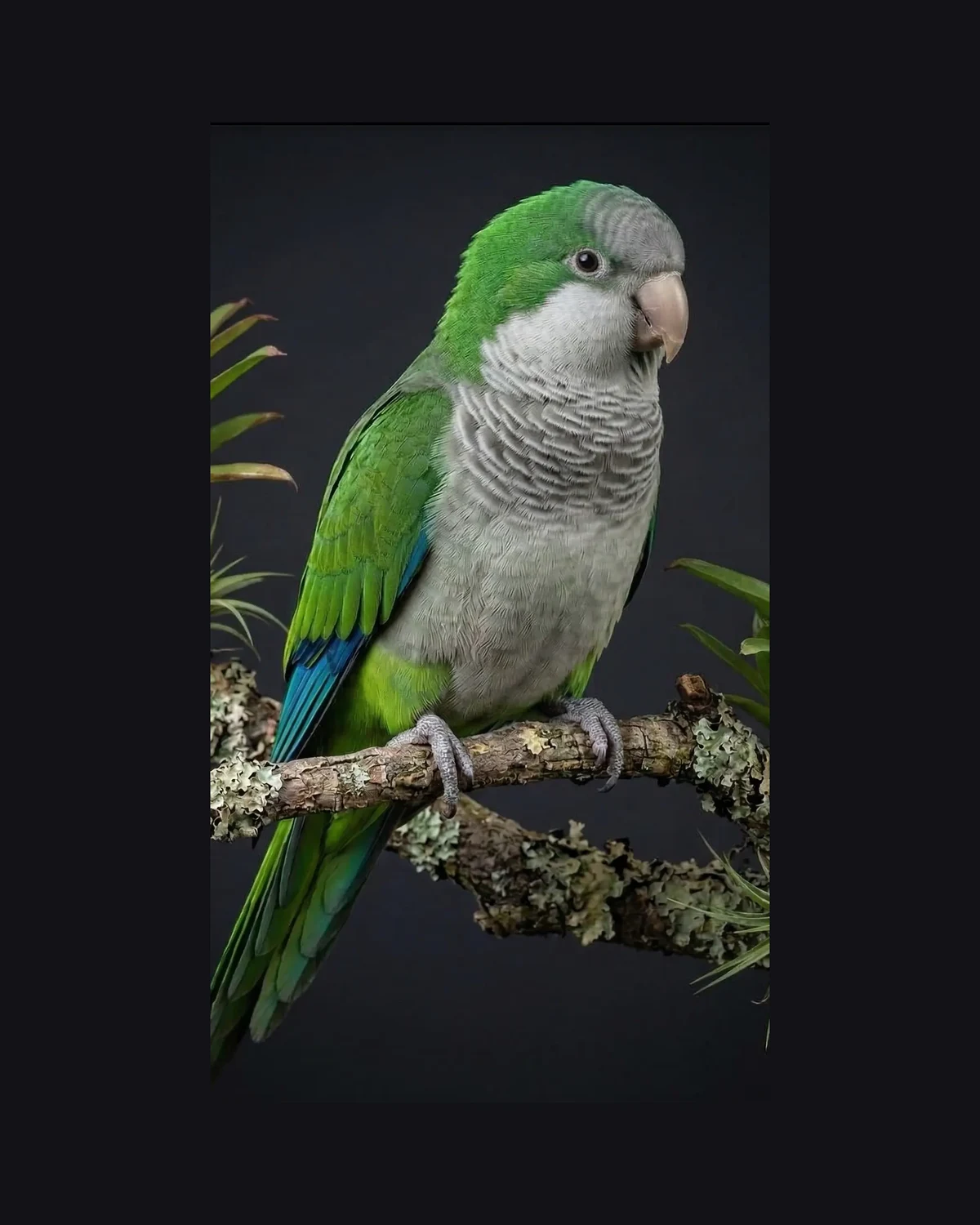 Монах (квакер)
